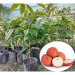 GLOBAL GREEN - Maharastra Special Variety Mosambi (per fruit weight 300 grams)/Grafted Plant Height 1.5-2FT (Suiatable For All Weather)