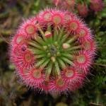 Futaba Silver Hair Sundew Plant Seeds - 20 Pcs