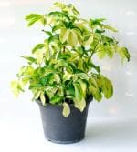 Online Plant Bazar Multicolor Umbrella Tree Schefflera Arboricola Trinette Varigated Saprela Exotic Rare Plants