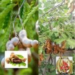 Cloud Farm Hybrid Tamarind Plant - 180 mm CF01