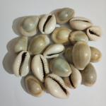 EKObee Laxmi , Diwali Pooja & Rituals & Ceremony Article Natural Kawdi/Kaudi/Kowdi/Cowrie/Koudi/ Sea Shell, size- 12mm to 22mm, Quantity- 31 Pcs