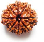Shivoham 8 Mukhi Rudraksham Lab Certified Nepali Wooden Yantra