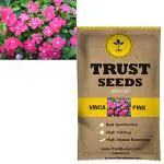 Trustbasket Pink Vinca Flowers Seeds (1)