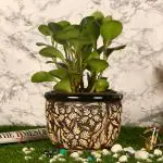Justoriginals Small Phool Gamla Ceramic Flower Pot(Color: Black)
