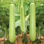 PARYAVARAAN Vegetable Seeds | Bottle Gourd Long Seeds | Bottle Gourd Long Vegetable Seeds | Round Bottle Long Seeds Hybrid F1 For Home Gardening pack of 10 seeds