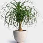 Online Plant Bazar Green Ponytail Elephant Foot Nolina Palm Live Plant