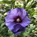 Cloud Farm Hybrid Blue Flower Hibiscus Plant - 200 mm CF42409