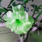 The Entacloo Adenium Plant_Adenium plant mc yhhj(x132