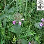 Kapebonavista Birchee Kala Gayasa Suparnasa Bilajor Shady Calamint Guma Lamiaceae Lindley Gaisa dronapushpi Clinopodium umbrosum Living Plant Favourite of god Siva