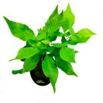 SENECIO Bilva Patra/Bel Pathar Fruit/Bael Bili Patra/Aegle Marmelos/Bengal Quince/Golden Stone Apple Good Luck Indoor Outdoor LIVE Plant For Home