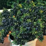 Cloud Farm blueberry Healthy plant CF_N_72