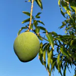 Exotica Orchid Emerald Mango Plant