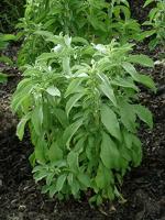 Green World Drought Tolerant Stevia Rebaudiana 50 Seeds