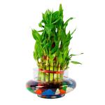 PHULWA 3 Layer Lucky Bamboo Plant With Cylindrical Glass Pot