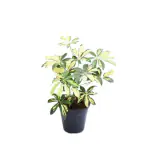 Ashokavanam Schefflera Variegated - umbrella Plant