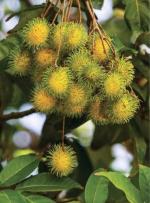 Cloud Farm Hybrid and Yellow Rambutan ZZ Plant - 200 mm CF13