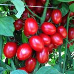 PLATONE Hybrid Tomato Seeds Red Ruby(Pack Of2500 x seeds)