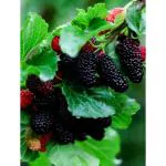 Cloud Farm Special Sweet And Healthy All Time Mulberry/Shahtoot Fruit (Cutting/Grafted) Healthy Plant CF_N_70