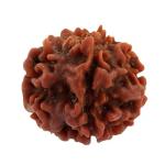 Feel Touch Mart 1 Mukhi Gol Dana Rudraksha Original Certified Natural Pure One Mukhi Rudraksha Original With Pendant & Red Thread AAA Rated Natural Ekamukhi Rudraksha Genuine Brown One Mukhi Round Rudraksha Nepal With Blessed By Lord Shiva By