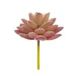 GARDEN KING Fake Succulent Plant (Pink) (1 PC)