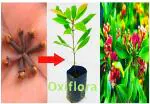 Oxiflora Thai Dwarf Varieties Clove/Lobongo (Syzygium Aromaticum) Plant & Tree Live Plant And Tree For Home And Garden (Pack Of 1)