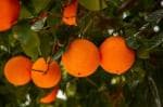 Online Plant Bazar Orange Vietnam All Time Sweet Malta Grafted Live Fruit Plant