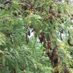 Plantzoin Tamarind Imli Tamarindus indica Tentuli Live Plant