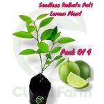 Cloud Farm Seedless Kolkata Pati Lemon Plant Special Variety Fruit After 6 Month, Pack Of 4 SCF_228