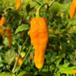 JIGNISHA SEEDS Yellow Ghost Chilli Seeds Vegetable Seeds For Planting Pack Of 30