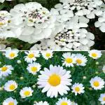2 Types Flower Plant Seeds