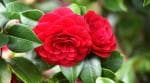 Online Plant Bazar Red Camellia Flower Live Plant-C05R