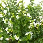 White Cuphea Live Ornamental Plant (Cuphea hyssopifolia) Plant