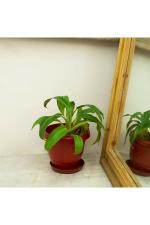 Kyari Caramel Plastic Gamla 8 Plant Pot 10 x 19 x 16cm (Pack of 1)