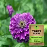 Trustbasket Purple Zinia Seeds OP (1)