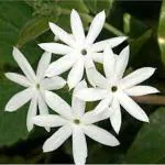 KUNDO FLOWER PLANT STAR JASMIN FLOWER PLANT