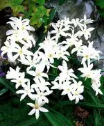 PARYAVARAAN Chionodoxa White Exotic New Unique Variety Flower Bulbs for Winter Season pack of 2 bulbs in packet