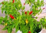Corofitam Hibiscus PlantJoba PlantSaraswati Gardens Live Red Mirchi Hibiscus Flower Plant 1 Healthy Live Plant With Plastic Bag