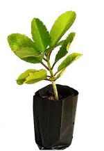 Go Siddhi Miracle Ayurvedic Medicinal Herb for Kidney Stone Leaf Plant