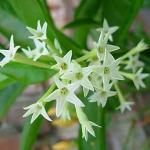 Baishnab Night Bloom Jasmine PlantHasnoyna PlantRaat ki Rani Night blooming Raat rani plant beautiful flower plant for garden from plants valleys