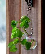 Round Glass Vase | For Money Plant | Lucky Bamboo Plant | with Jute Rope Hanging | Elagant Ball Shaped Vase | Flower Pot | Clear 12X10 Cm