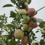 Cloud Farm HRMN-99 Apple Healthy Fruit Plant (Apple Tree) This Variety is Supporting All India WeatherFrom Shimla-Himachal Pradesh. Pack Of 1 Healthy Tree.,CF_T74