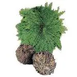 Resurrection Plants Hydrophile Jericho Rose Plant