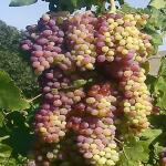 PLATONE Grapes Plant_Grapes Plant rhhhhh(x246