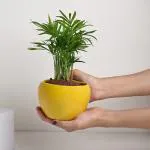 FlowerAura Decorative Chamandorea Palm Air Purifying Live Indoor Plant In Yellow Metal Vase Pot For Living Room, Balcony, Bedroom, Office/Home Decoration And Gifts For Friends, Colleagues, Relatives & Neighbours