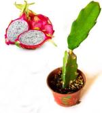 Cloud Farm Hybrid Dragon Fruit Tree - 200 mm Sulav-CFP03