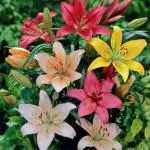 PARYAVARAAN Asiatic Lily Flower Bulbs- (Pack Of 20 Bulbs MIx)
