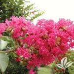 ONLINE PLANT BAZAR LAGERSTROMIA/CRAPE MYRTLE/FURUSH FLOWER PLANT(PACK OF-1)