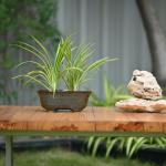 Plantlane Ceramic Oval Shape Large Pot/Planter For Plants (Brown)