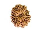 Feel Touch Mart 11 Mukhi Rudraksha Pure Nepal Rudraksha Capped Nepal Brown Bead Original Rudraksha Ekadash Rudraksha for Men Women Lab Certified