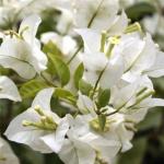 Online Plant Bazar White Bougainvillea Flower Live Plant